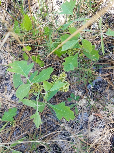 Atlantic poison oak (Toxicodendron pubescens)