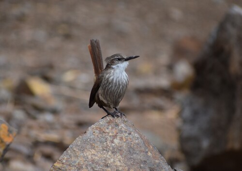 Straight-billed Earthcreeper (Ochetorhynchus ruficaudus), photo 7
