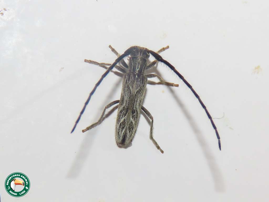 Recchia piriana