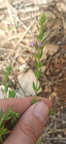 Griechische Steinminze