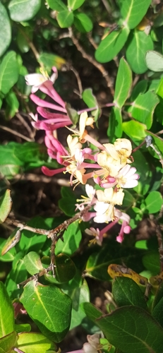Mediterranean Honeysuckle