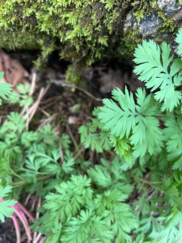 Dicentra formosa