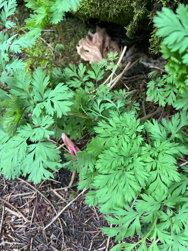 Dicentra formosa