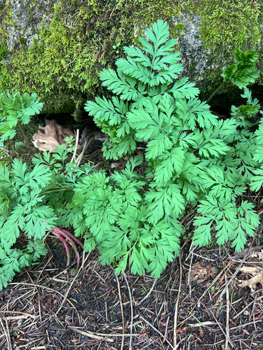 Dicentra formosa
