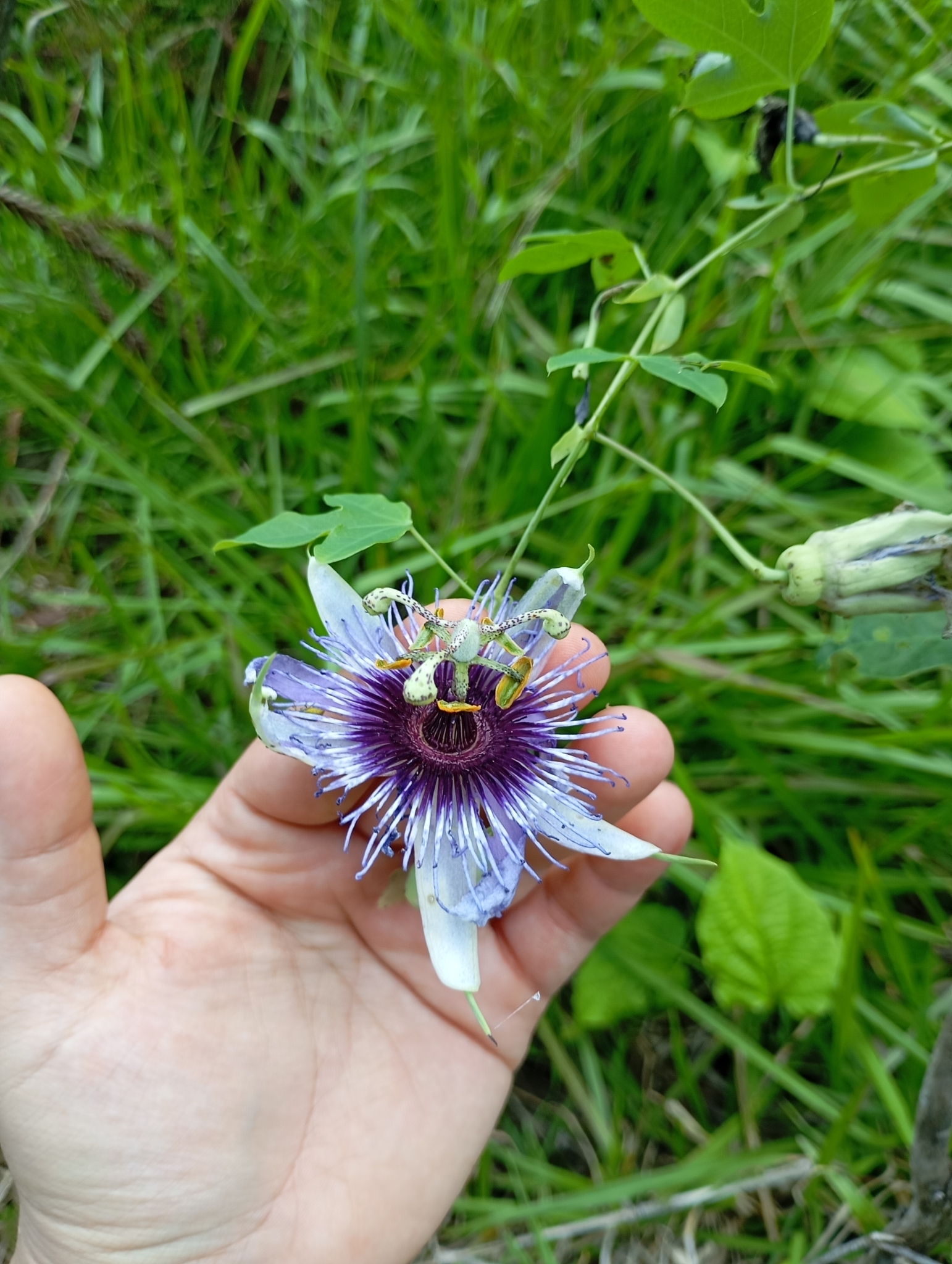 Passiflora amethystina