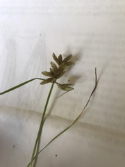 Cyperus bipartitus