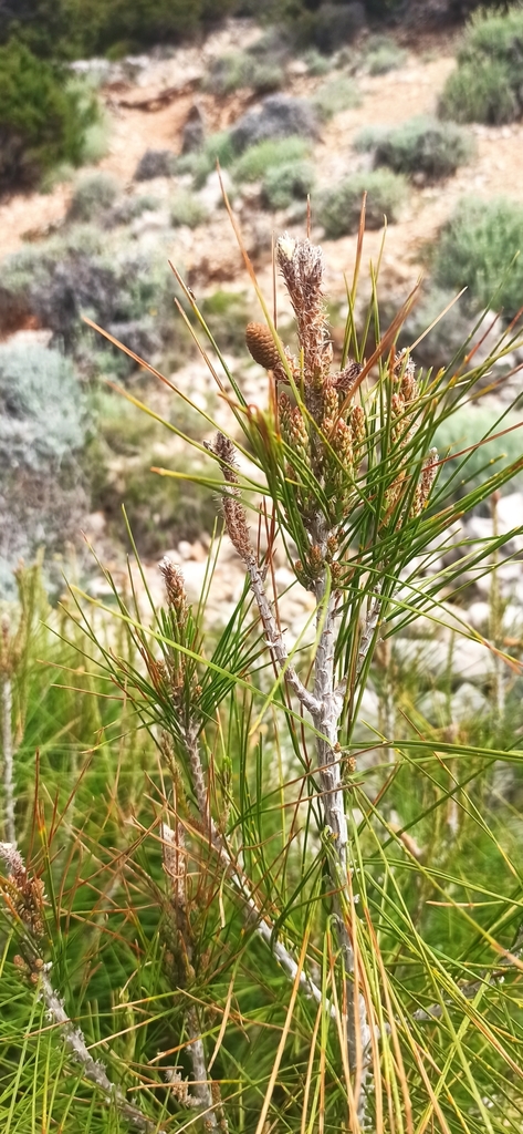 Aleppo pine