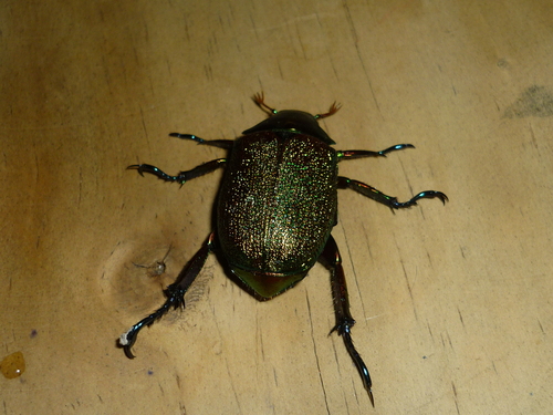 Shining Leaf Chafer