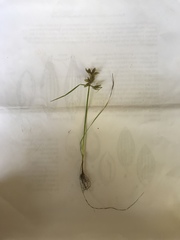 Cyperus bipartitus