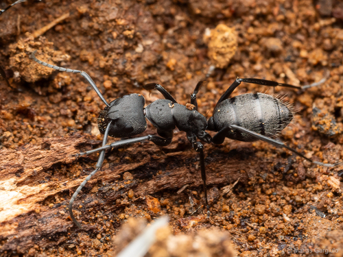 Camponotus ovaticepsCamponotus ovaticeps
