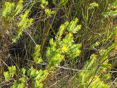 Gnidia styphelioides