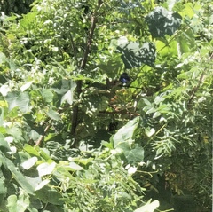 Aphelocoma californica