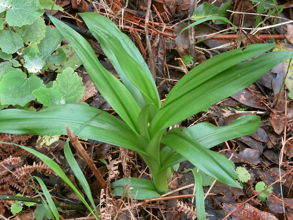 Dactylorhiza foliosa (Rchb.f.) Soó 3