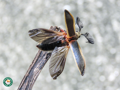 Polytomus marginatus