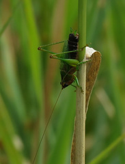 Conocephalus nigropleurum