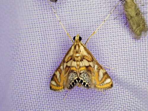 Margarosticha euprepialis Hampson, 1917