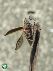 Polytomus marginatus