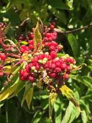 Sambucus racemosa racemosa