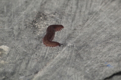 Oroperipatus eisenii