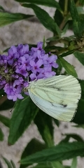 Pieris napi