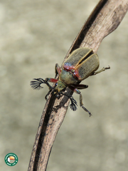 Polytomus marginatus