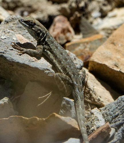 iNaturalist observation photo of Common Side-blotched Lizard