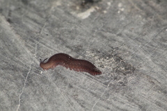 Oroperipatus eisenii