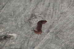 Oroperipatus eisenii