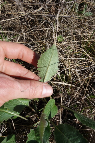 Image of Klasea lycopifolia by (c) Aleksei Baushev, some rights reserved (CC BY)