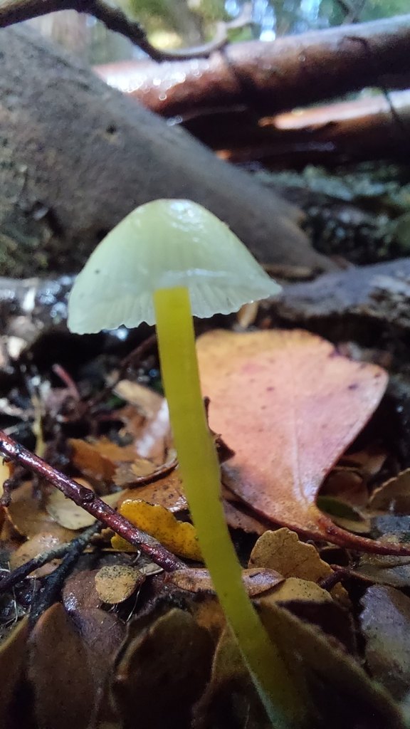 Mycena epipterygia · April 2025 · photo: © tassietravelsblog (iNaturalist, cc0)
