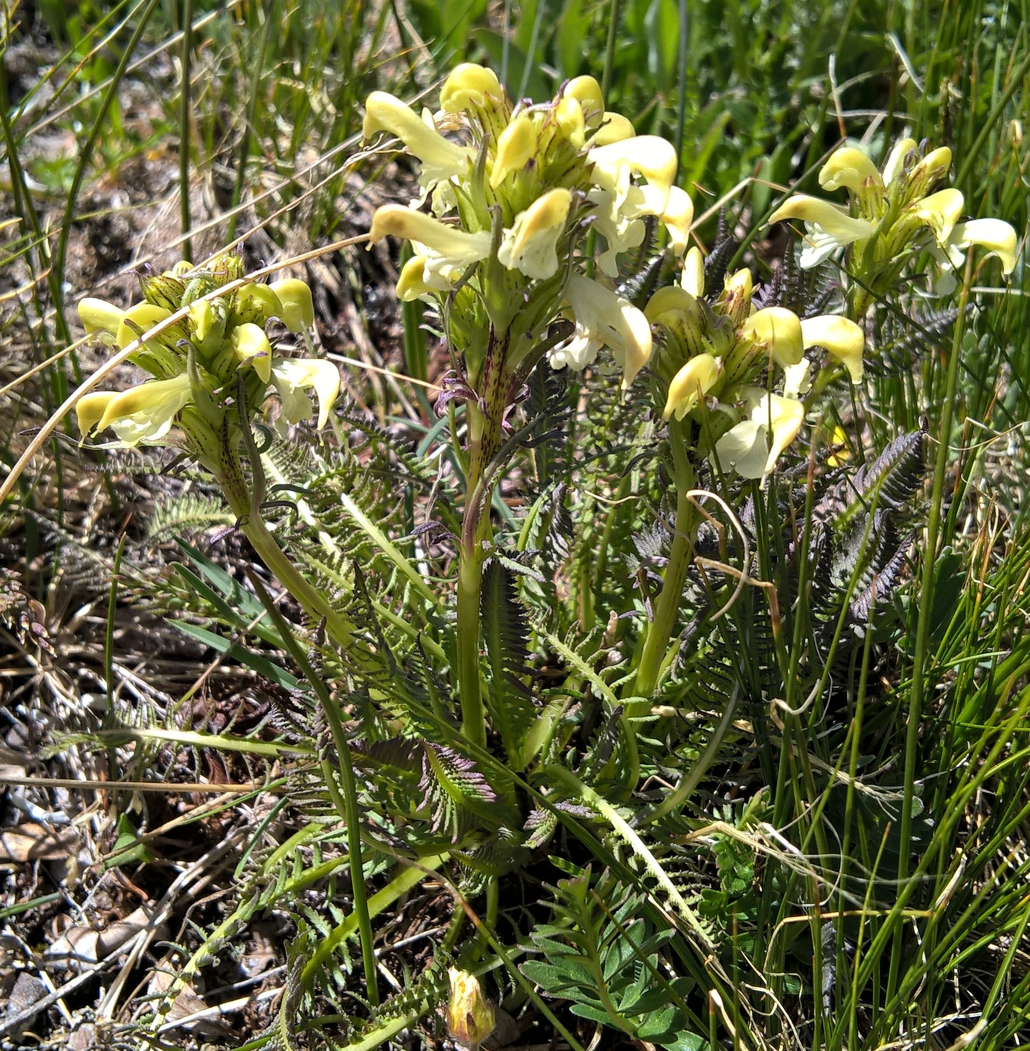 Pedicularis parryi