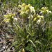 Pedicularis parryi - Photo (c) Aaron Lincoln,  זכויות יוצרים חלקיות (CC BY-NC), הועלה על ידי Aaron Lincoln