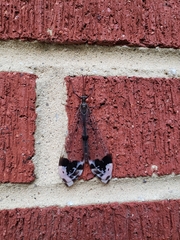 Glenurus gratus