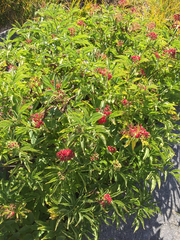 Sambucus racemosa racemosa