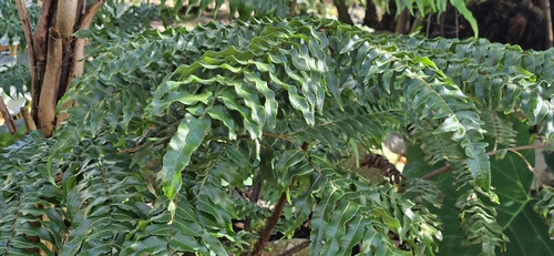Gymnosphaera baileyana in life