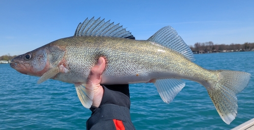 Walleye, photo 6 of 10