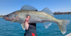 Walleye photo 5