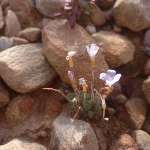Image of Dotted Sorrel (Oxalis punctata) by (c) kevin koen, some rights reserved (CC BY-SA)