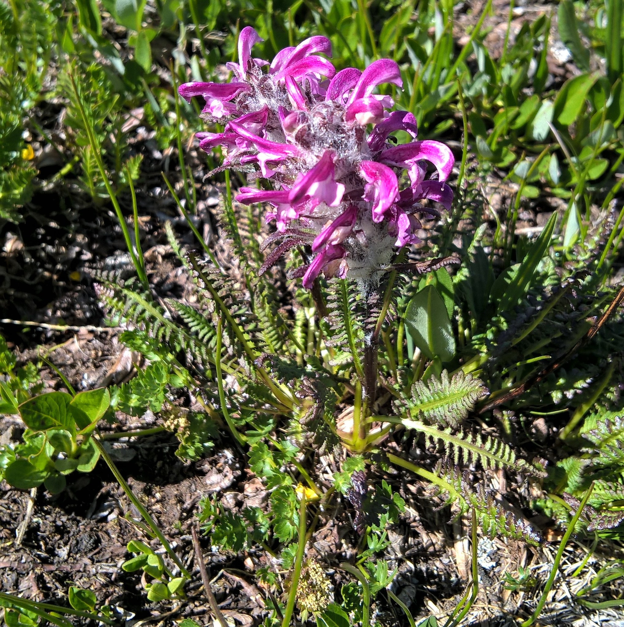 Pedicularis sudetica ssp. scopulorum