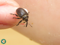 Rhyssomatus marginatus