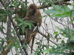 Macaca assamensis