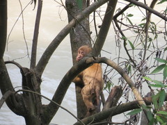 Macaca assamensis