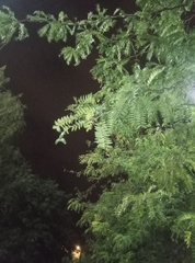 Gleditsia triacanthos