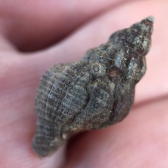 Urosalpinx cinerea image