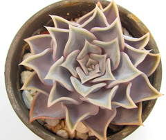 Echeveria lilacina