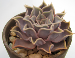 Echeveria lilacina