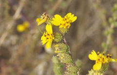 Holocarpha virgata virgata