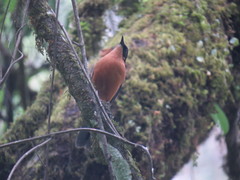 Heterophasia capistrata