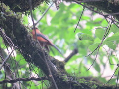 Heterophasia capistrata