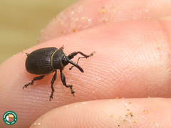 Rhyssomatus marginatus